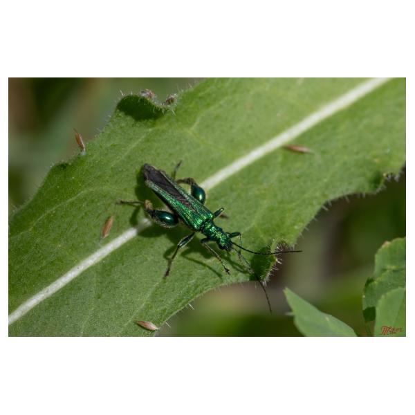 PHOTO84, CLUB, 84 , LUBERON